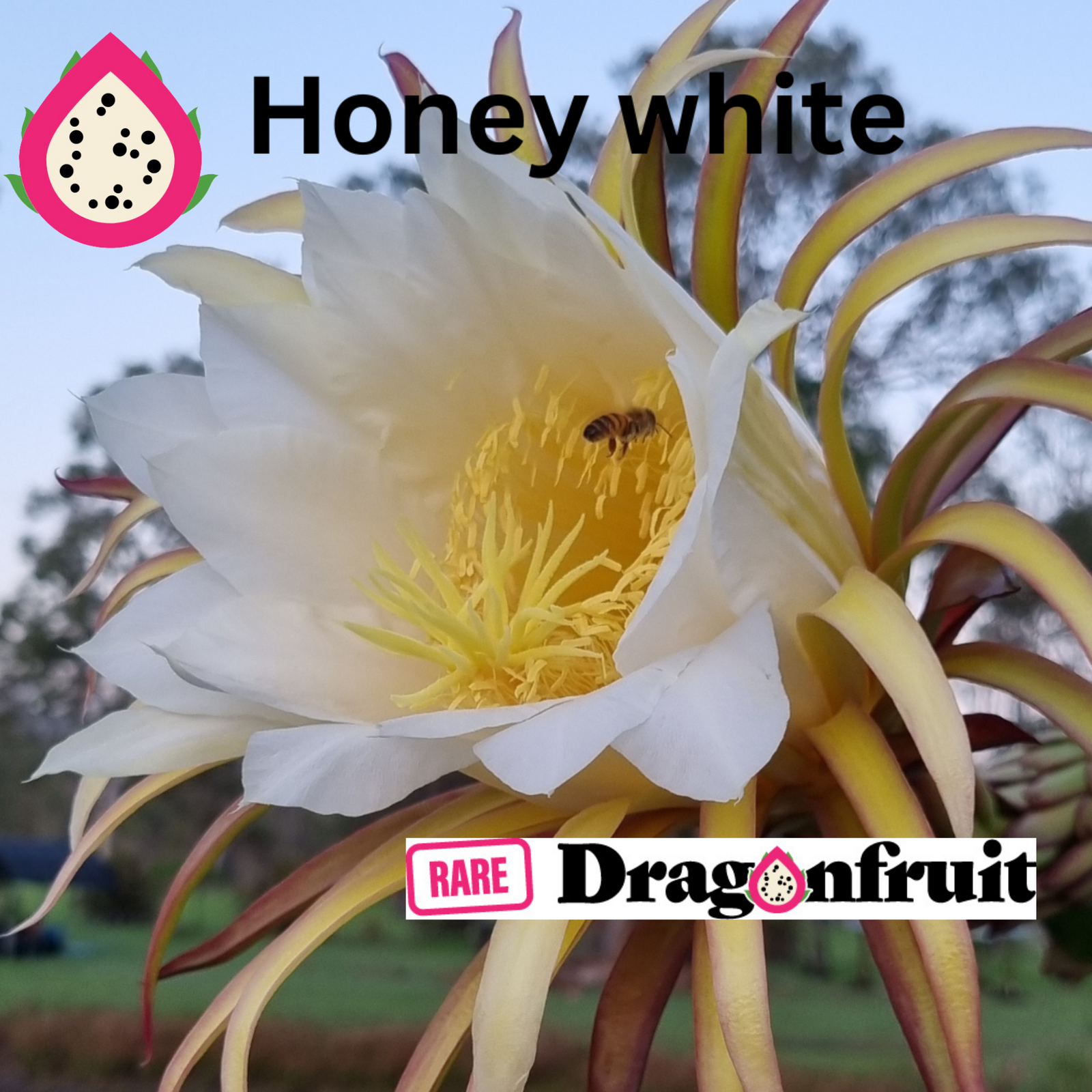 Honey white- H. Undatus X H. guatemalensis Australian Dragon Fruit - Rare Dragon Fruit