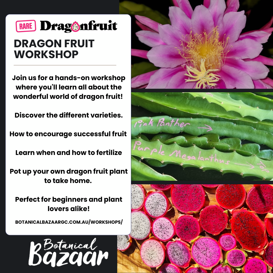 Botanical Bazaar! Learn to Grow Dragon Fruit!  Sunday 3 August 1pm to 2pm