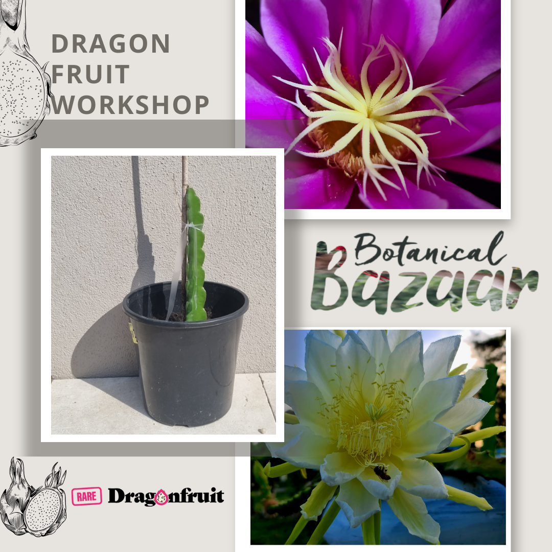 Botanical Bazaar! Learn to Grow Dragon Fruit!  Sunday 3 August 1pm to 2pm
