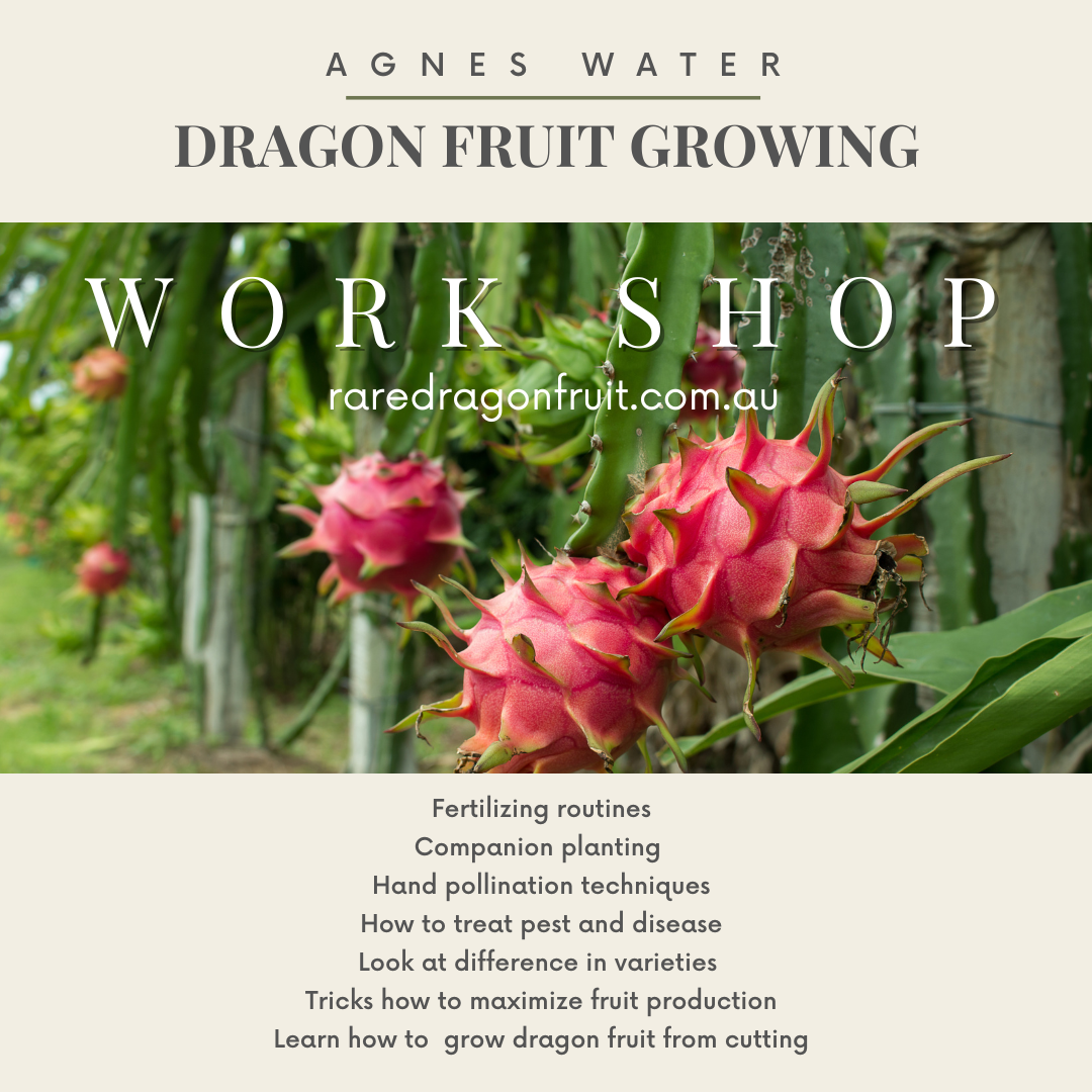 Dragon fruit Growing workshop - Rare Dragon Fruit