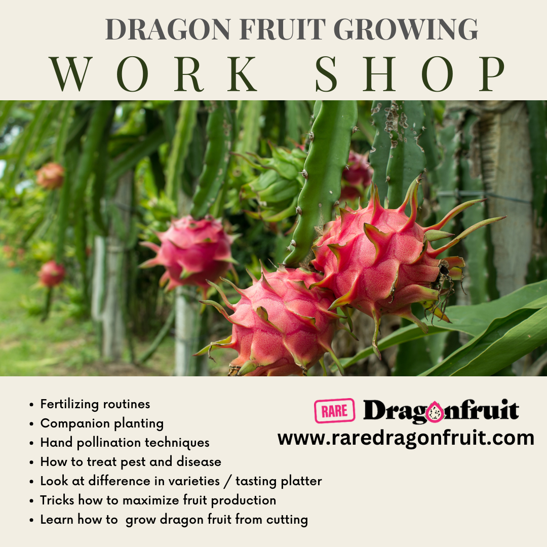Yandina Community Gardens Workshop