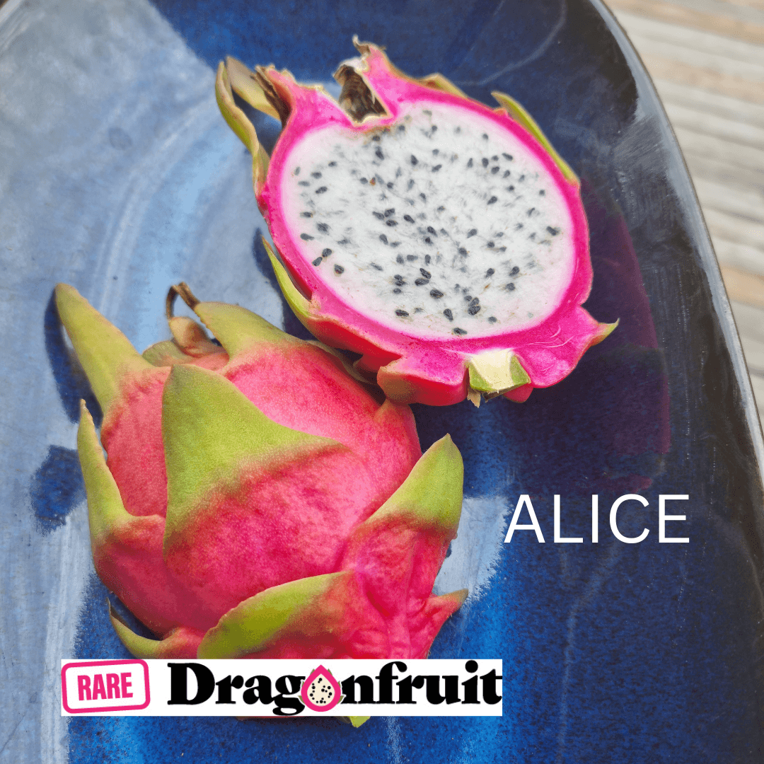 Alice (XL bloom)-Hylocereus undatus hybrid Californian Dragon Fruit - Rare Dragon Fruit