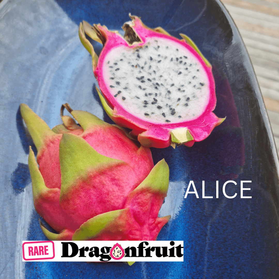 Alice Dragon Fruit -Hylocereus undatus hybrid - Rare Dragon Fruit