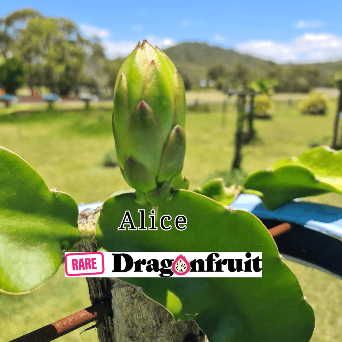 Alice (XL bloom)-Hylocereus undatus hybrid Californian Dragon Fruit - Rare Dragon Fruit