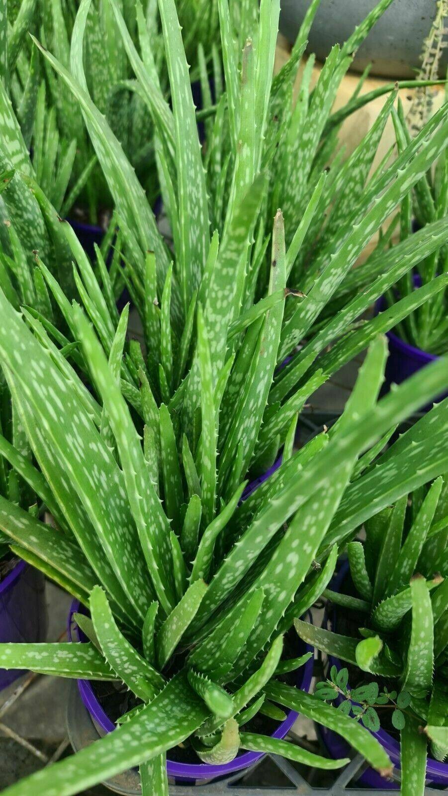 rare aloe vera plants Aloe Vera (Aloe Barbadensis)