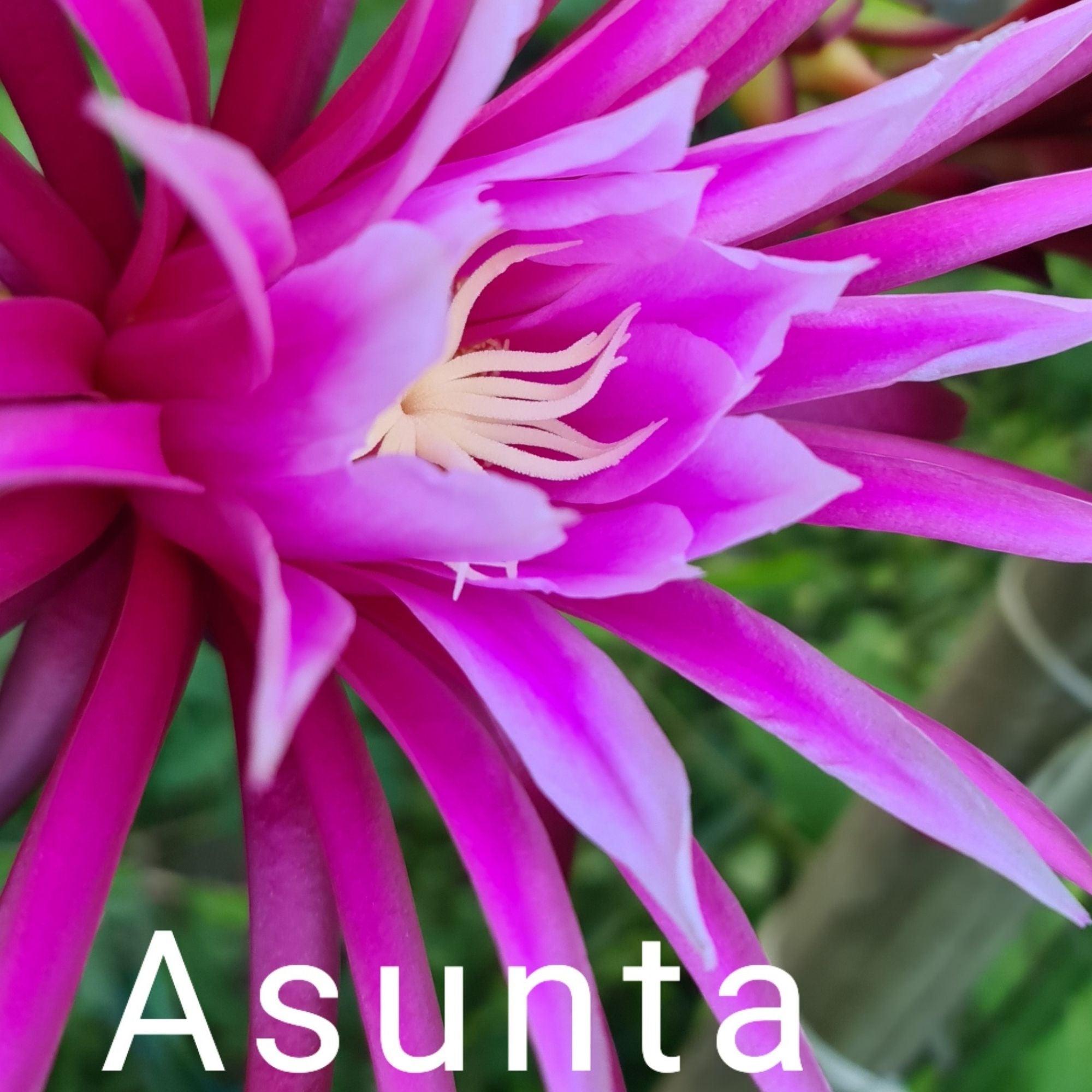 Asunta – H. stenopterus X H. guatemalensis hybrid Mexican Dragon Fruit ...
