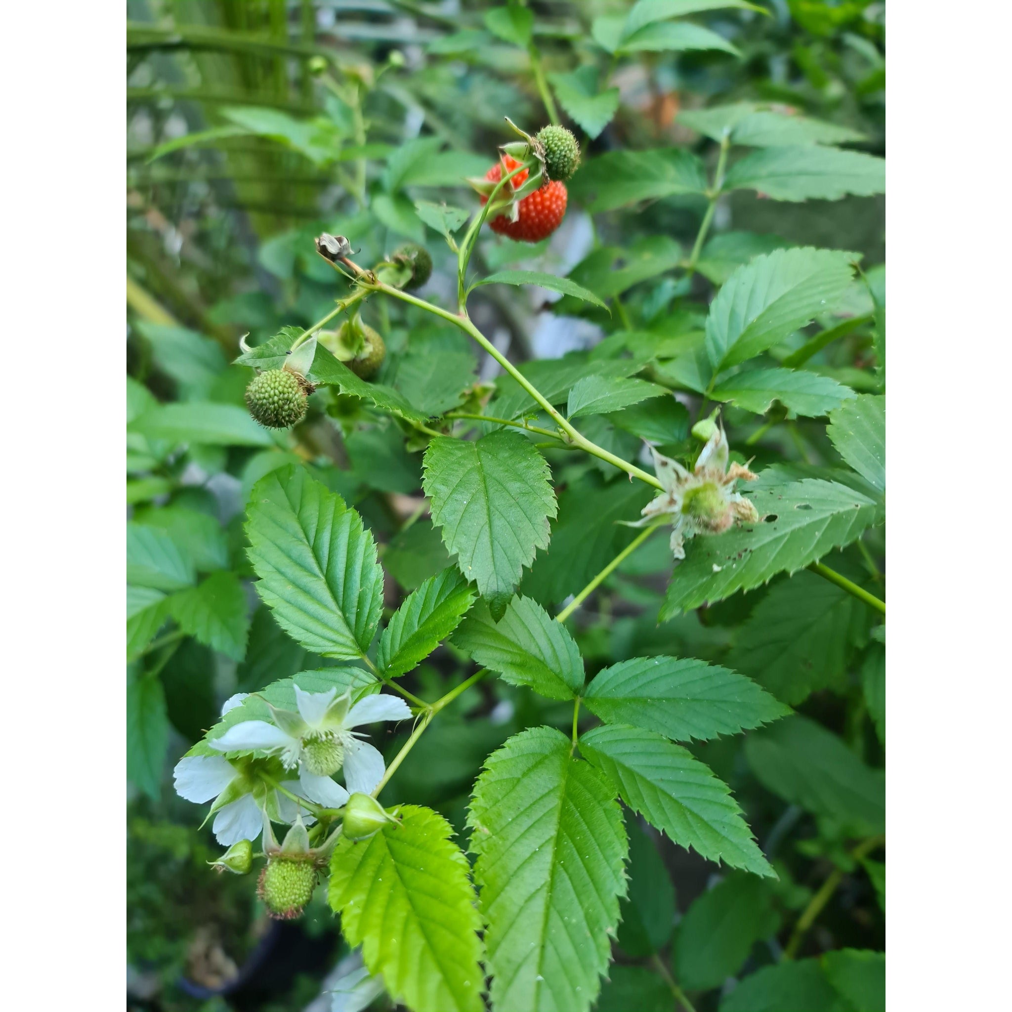 ATHERTON RASPBERRY – RUBUS PROBUS - AUST BUSH TUCKER- berry plant ...