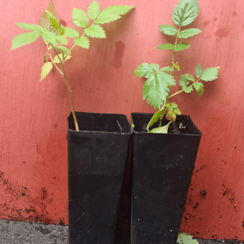 ATHERTON RASPBERRY – RUBUS PROBUS - AUST BUSH TUCKER- berry plant ...