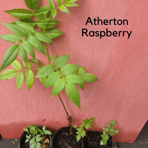 ATHERTON RASPBERRY – RUBUS PROBUS - AUST BUSH TUCKER- berry plant ...