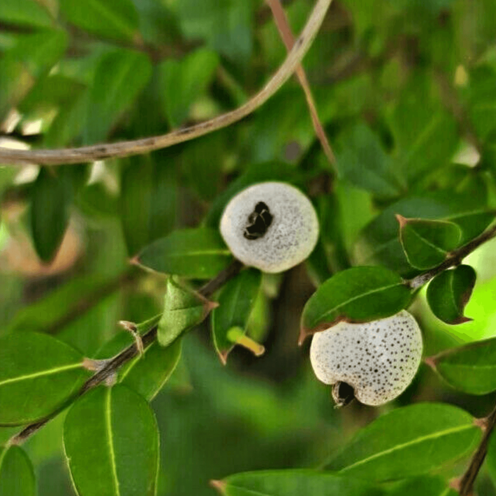 Austromyrtus dulcis- Midgem berry - no post to SA (Native Blue Berry) - Rare Dragon Fruit