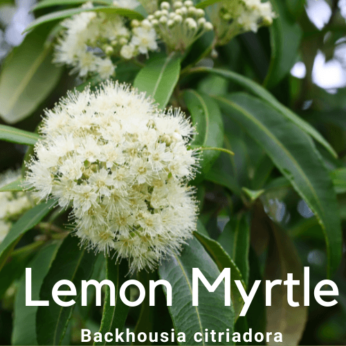 Backhousia citriadora- Lemon Myrtle - Rare Dragon Fruit