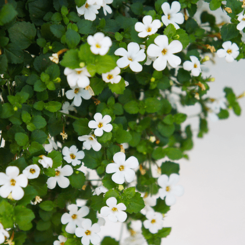 Bacopa monniera -Brahmi herb, Waterhyssop, Memory herb, aquatic plant, permaculture plant - Rare Dragon Fruit