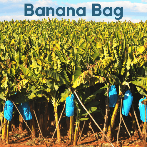 Banana Bunch Cover Blue / Silver - Rare Dragon Fruit