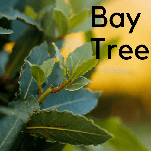 Bay tree laurel - Bay leaf -Lorber (Laurus nobilis) Herb Plant - Rare Dragon Fruit