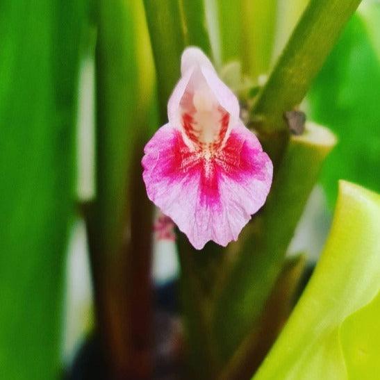 Boesenbergia rotunda- Chinese Keys or Finger ginger - Rare Dragon Fruit