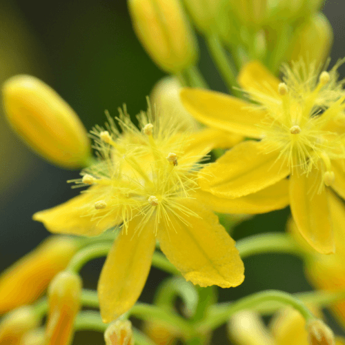 Bulbine frutescens – Burn Jelly Plant - Rare Dragon Fruit