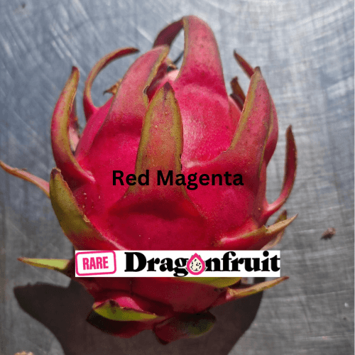 Bundy Red Magenta Dragon Fruit - Rare Dragon Fruit