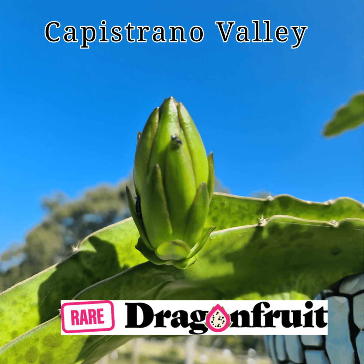 Capistrano Valley- H. Undatus X H.Guatemalensis Californian Dragon Fruit - Rare Dragon Fruit