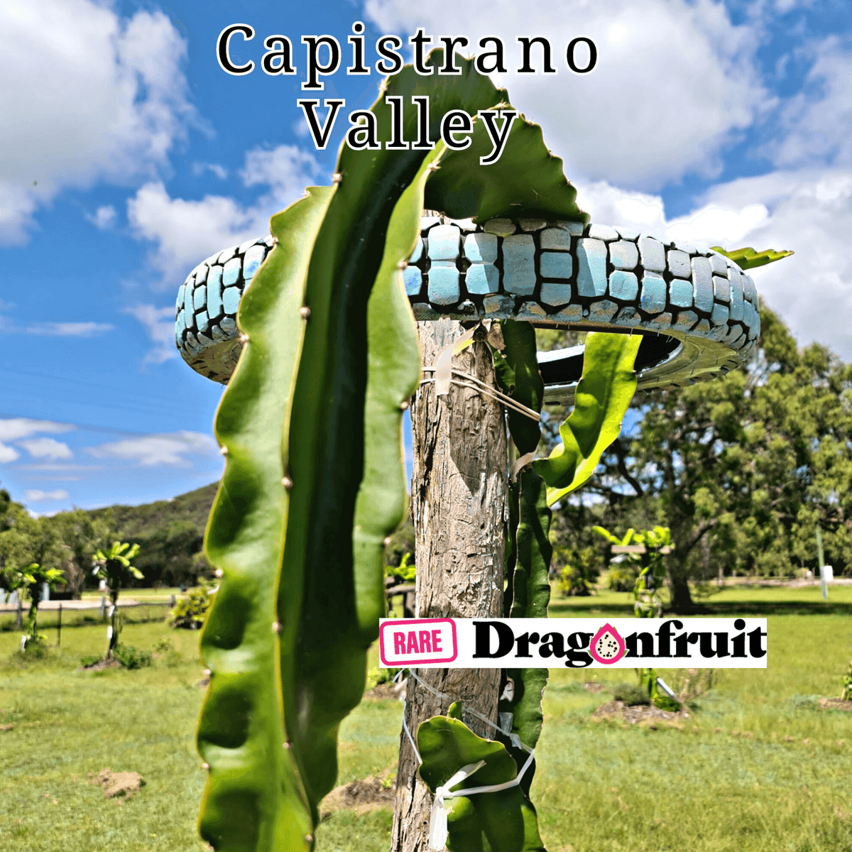 Capistrano Valley- H. Undatus X H.Guatemalensis Californian Dragon Fruit - Rare Dragon Fruit