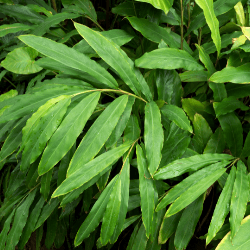 Cardamom Ginger-Elettaria Cardamomum - Rare Dragon Fruit