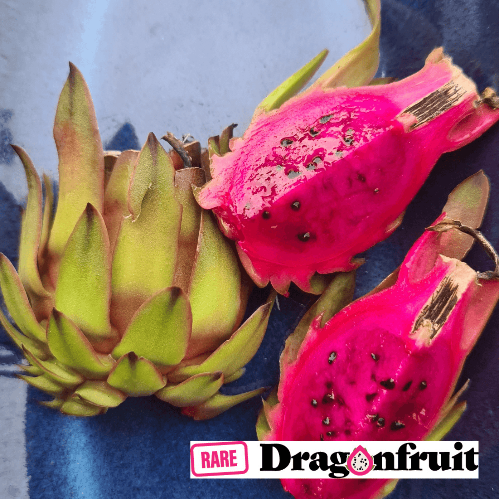 Cerise- H.polyrhizus Australian Dragon fruit - Rare Dragon Fruit