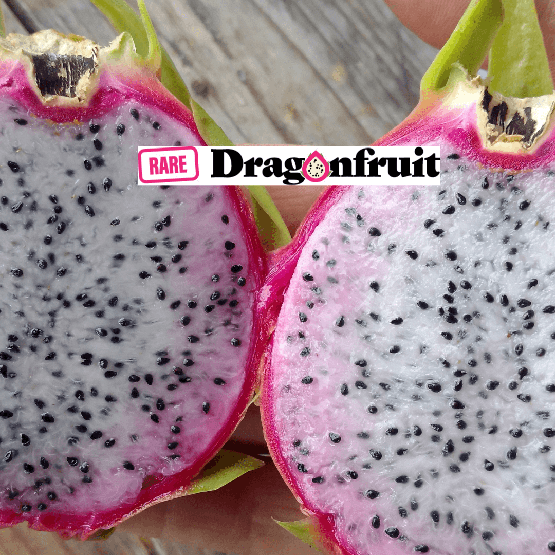 Chameleon Dragon Fruit- Hylocereus undatus hybrid Philippines * - Rare Dragon Fruit