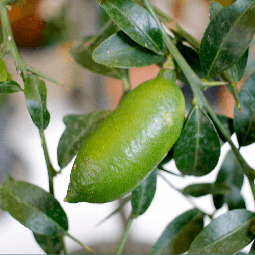 Citrus australasica Finger Lime - QLD only - Rare Dragon Fruit