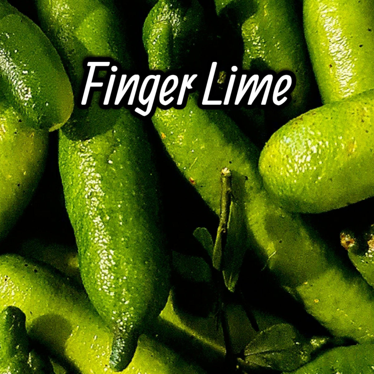 Citrus australasica Finger Lime - QLD only - Rare Dragon Fruit
