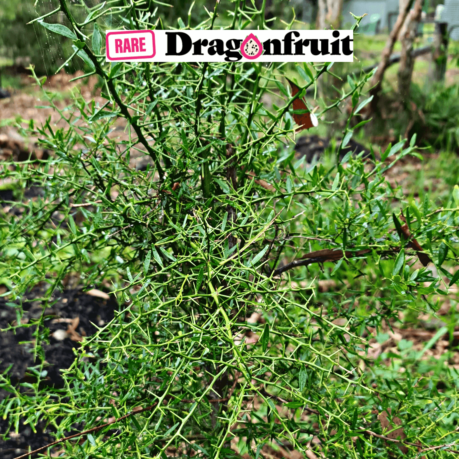 Citrus australis - ROUND LIME / GYMPIE LIME - QLD only - Rare Dragon Fruit