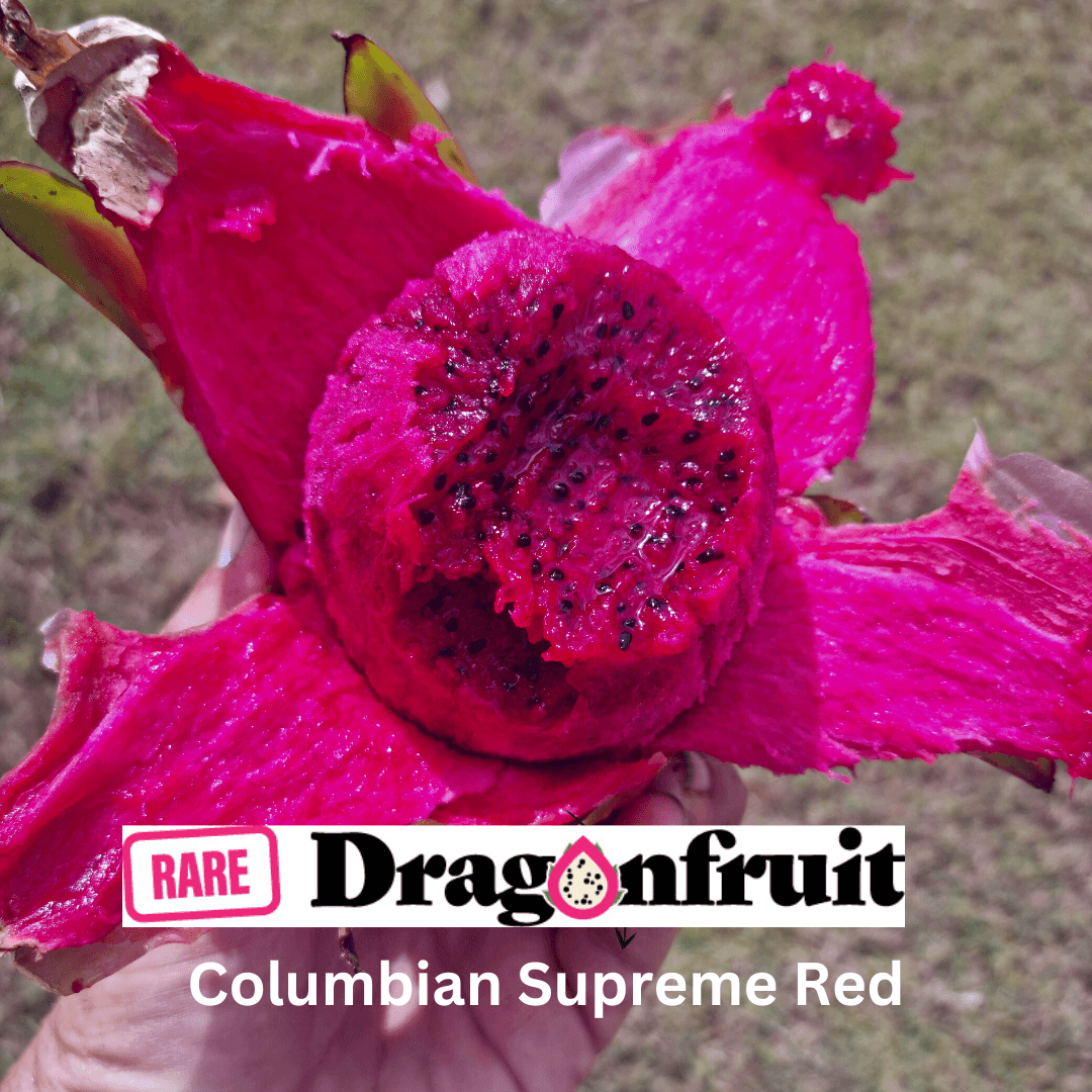 Columbian Supreme Red- Hylocereus Polyrhizus Colombia - Rare Dragon Fruit