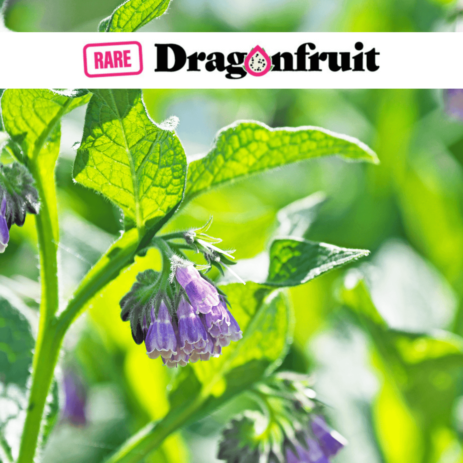 Comfrey Plant - Rare Dragon Fruit