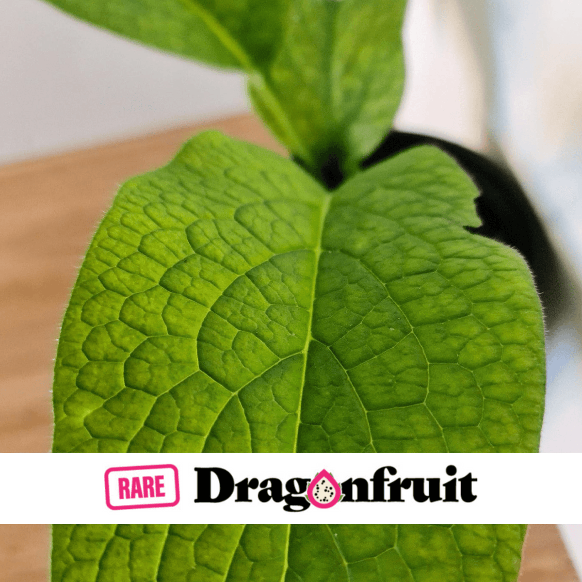 Comfrey Plant - Rare Dragon Fruit