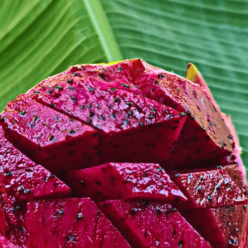 Common Red Dragon Fruit - Rare Dragon Fruit