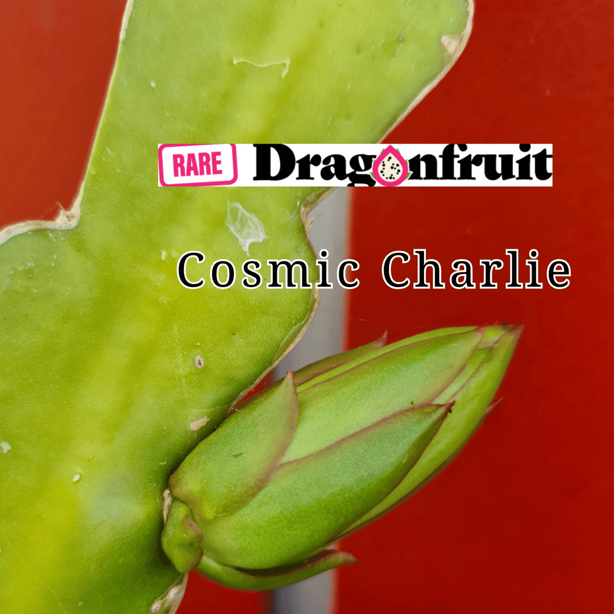 Cosmic Charlie H. guatemalensis X H. undatus California (2s) - Rare Dragon Fruit