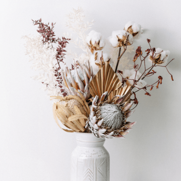 Cotton Tree- Gossypium Arboreum - Rare Dragon Fruit