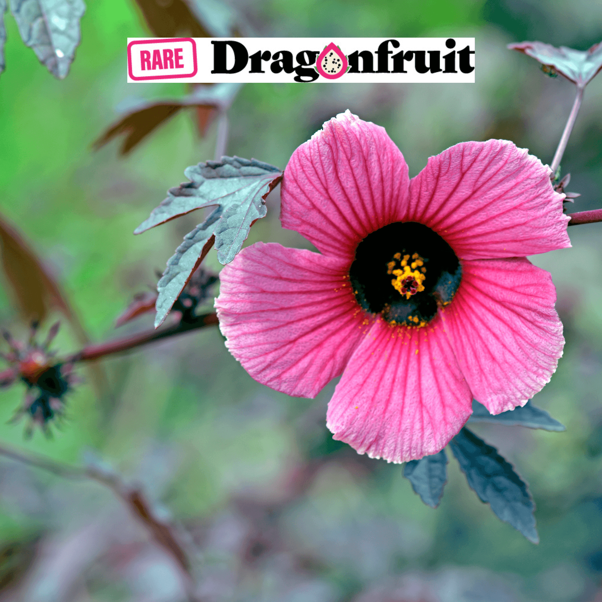 Cranberry Hibiscus	- Hibiscus acetosella - Rare Dragon Fruit