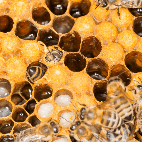 European Bees- 5 frame Nuc. - Rare Dragon Fruit