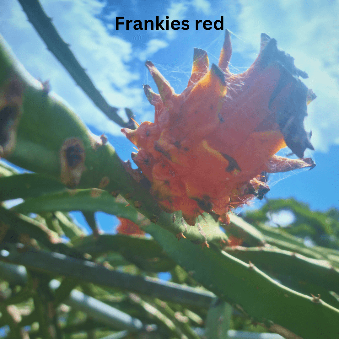 Red Megalanthus Dragon Fruit - H. megalanthus X H. polyrhizus Hawaii - Rare Dragon Fruit