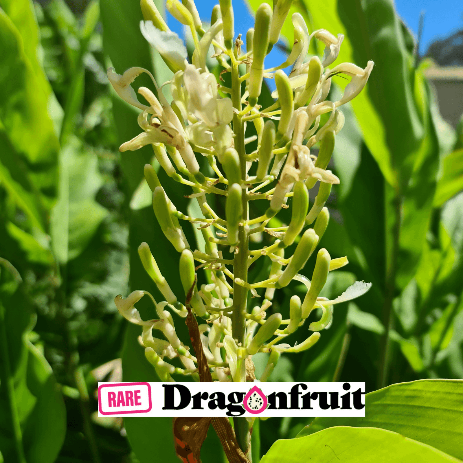 Galangal Ginger Plant (Alpinia galanga) - Rare Dragon Fruit
