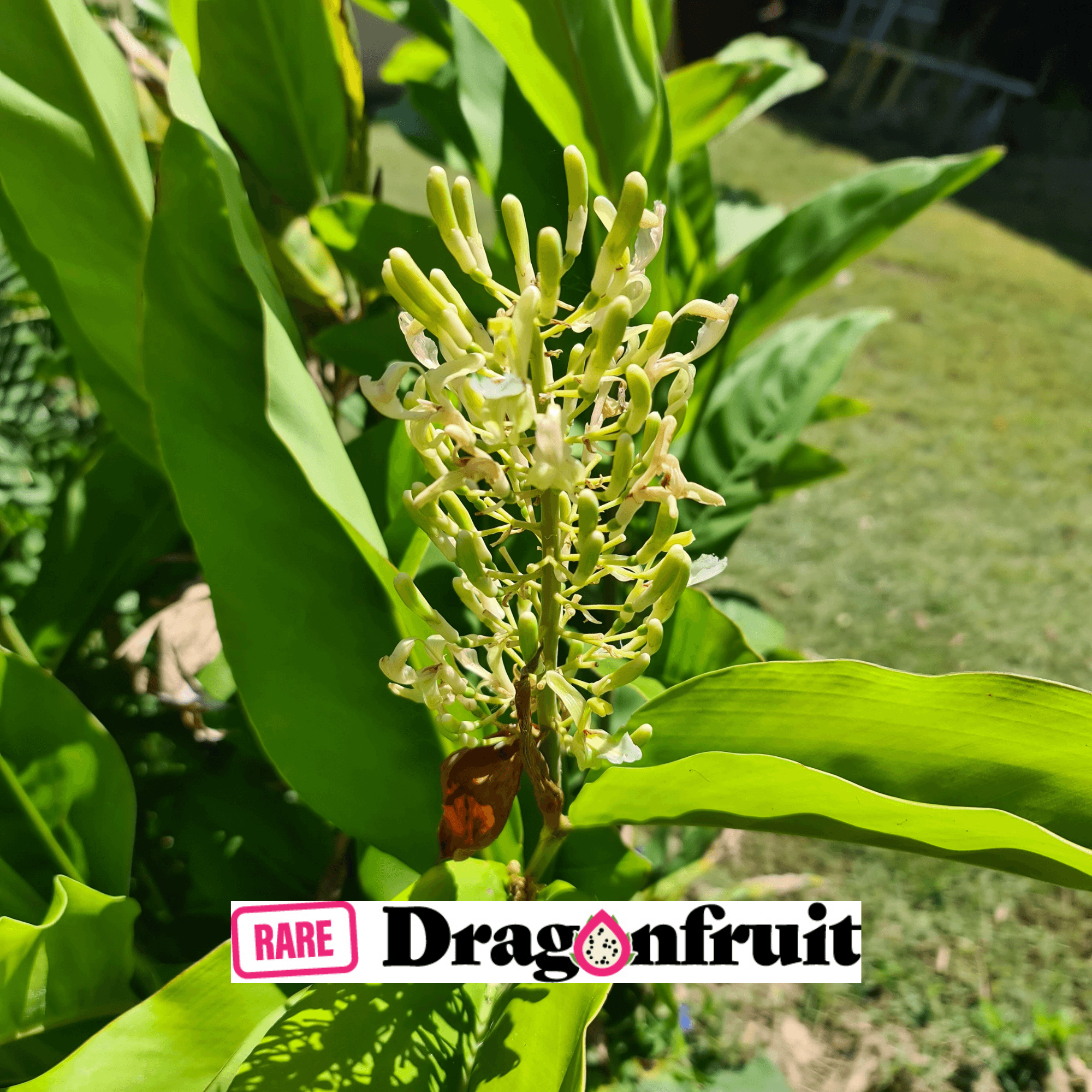 Alpinia Galanga - Find out all its Properties - HSN Blog