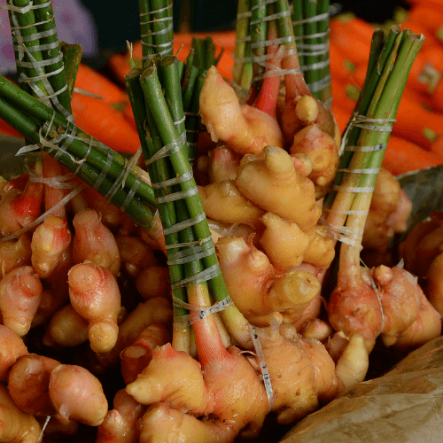 Ginger Edible Spice plants - Zingiber officionale - Rare Dragon Fruit