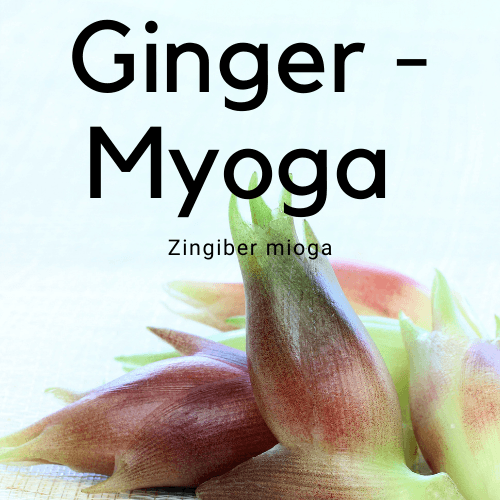 Ginger - Myoga Zingiber mioga - Rare Dragon Fruit