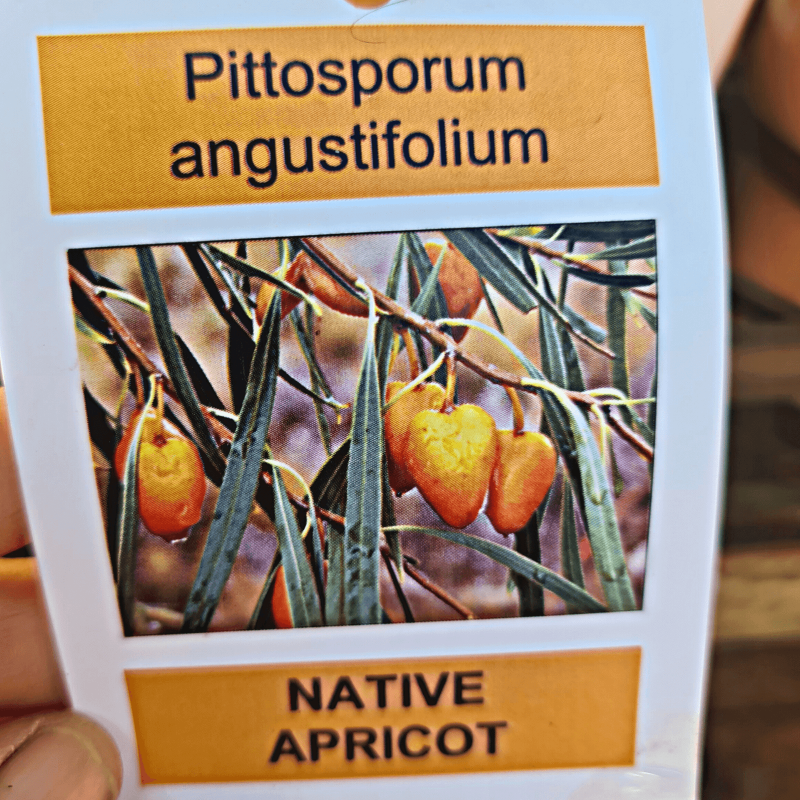 Gumbi Gumbi - Pittosporum angustifolium - No Post to SA - Rare Dragon Fruit