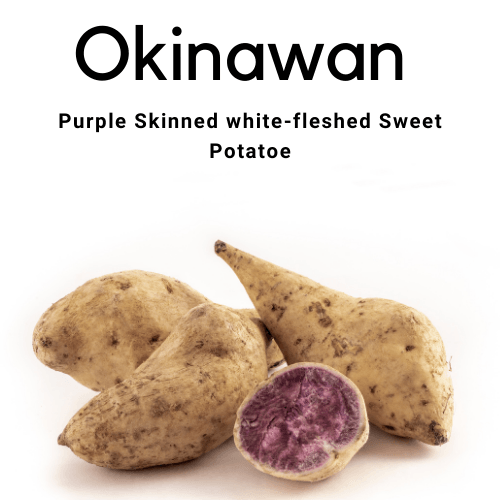 Hawaiian Sweet Potato 5 cuttings 10-15cm - Rare Dragon Fruit