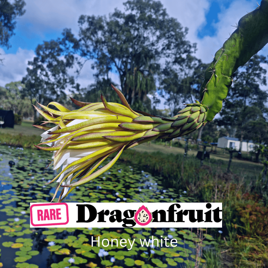 Honey white- H. Undatus X H. guatemalensis Australian Dragon Fruit - Rare Dragon Fruit