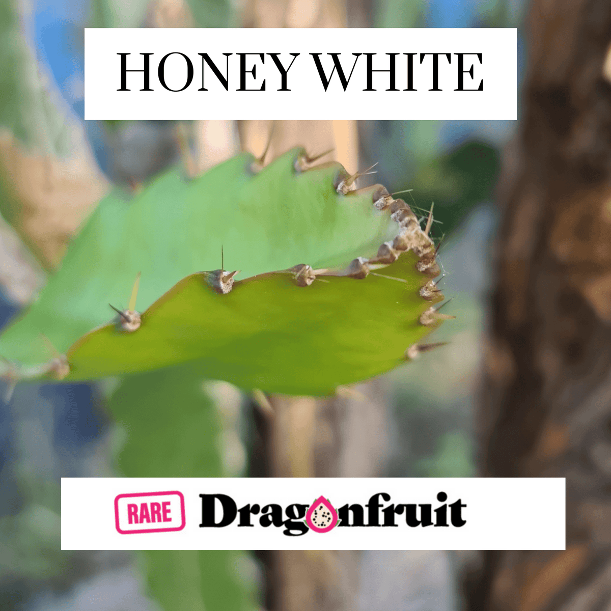Honey white- H. Undatus X H. guatemalensis Australian Dragon Fruit - Rare Dragon Fruit