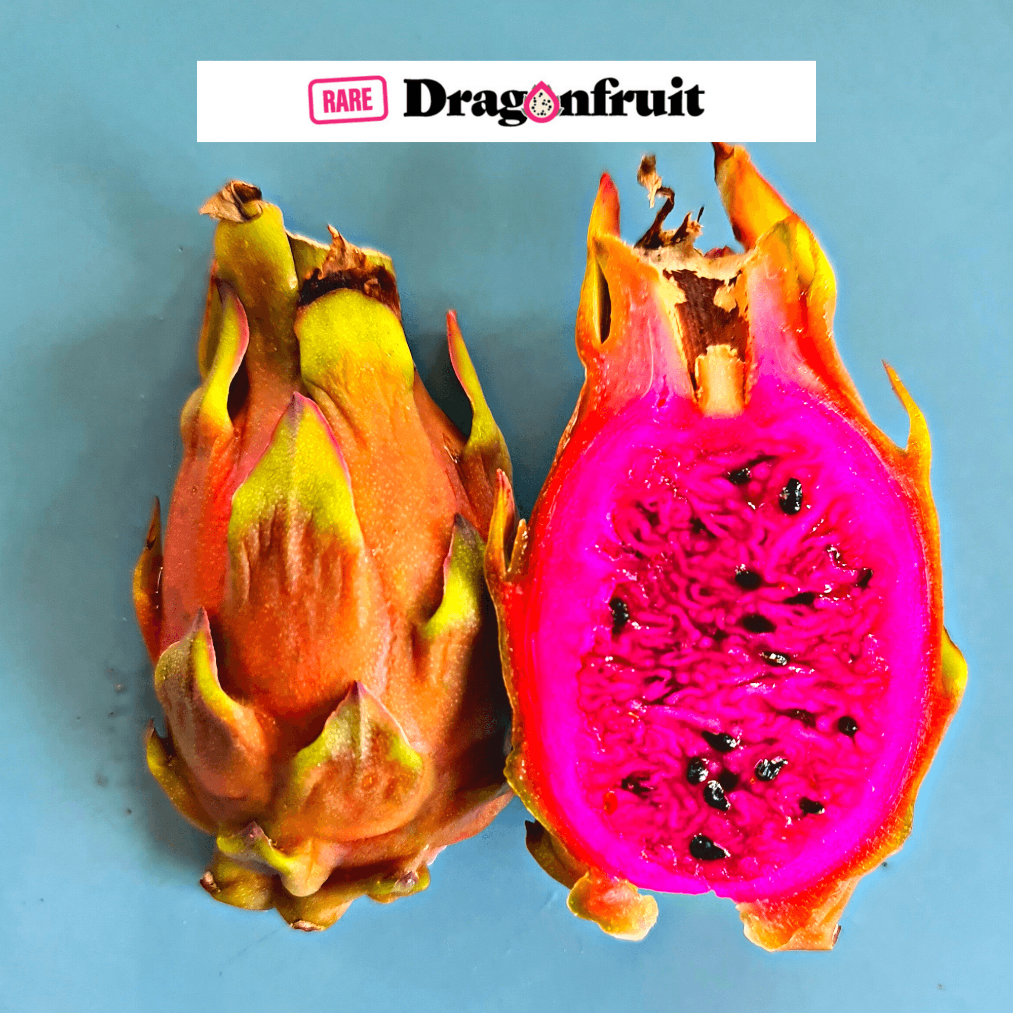 Hot Pink Lady Dragon Fruit - Rare Dragon Fruit