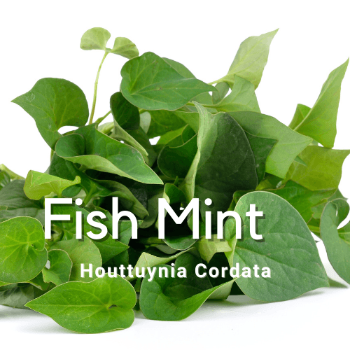 Houttuynia Cordata / Fish Mint / Fish Wort/ Fish Leaf/ Rainbow Plant /Chameleon - Rare Dragon Fruit