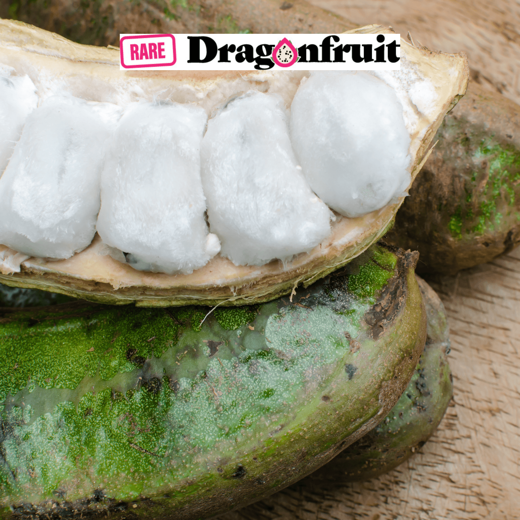 INGA aka- Ice Cream Bean - Rare Dragon Fruit