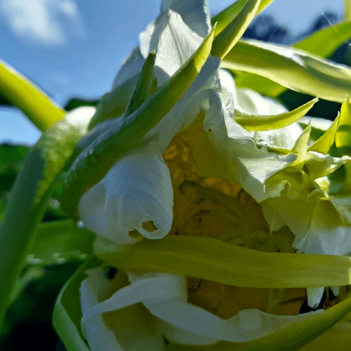 Isis Gold - Hylocereus Undatus X QLD Australian Dragon Fruit Variety - Rare Dragon Fruit